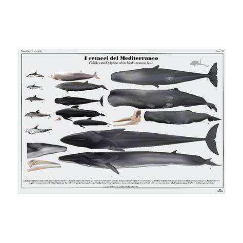 cetacei mediterranei e profondità (didascalia per immersioni)