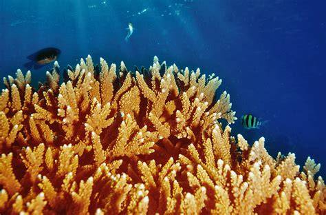 barriere coralline Caraibi e altrove