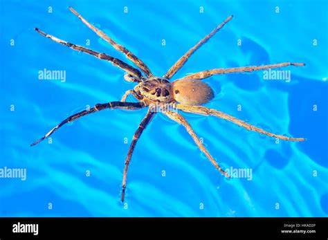 ragno pescatore immagini sul Po e succedute
