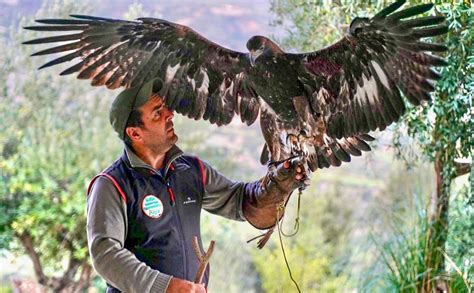 falconeria moderna naturalistica