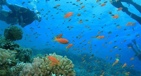 barriere coralline Dahab e Marsa Alam (8 words)