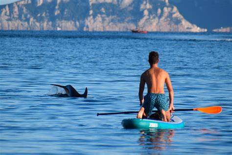 esperienza vicino ai delfini con Sup