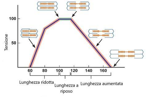 diagramma lunghezza remi e pagaie