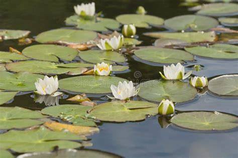 ninfee bianche e canneti sulle rive del lago