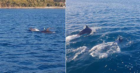 delfini avvistati durante navigazione