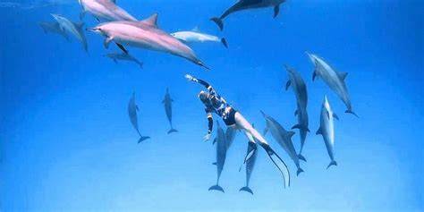 Sha'ab Samadai Dolphin House snorkeling